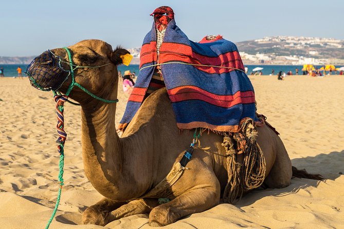 Tangier (Morocco) Day Trip from Seville with Local Guide - From Seville to Tarifa by road
