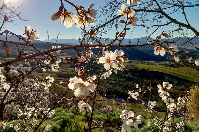 White Villages & Ronda 2 Days Tour from Seville - Why this two-day route works better than a rushed day trip
